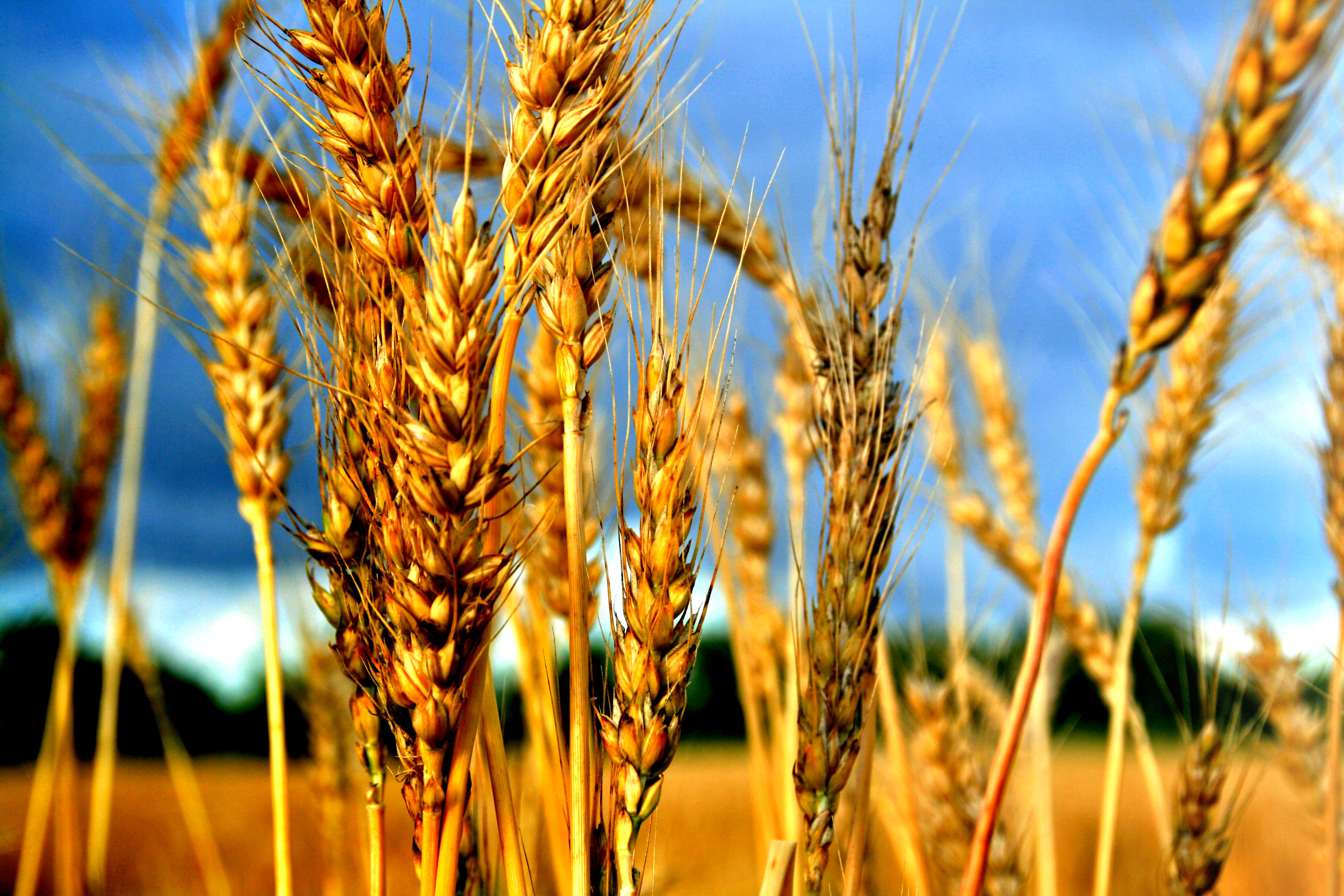 Пшеничные культуры. Рожь это зерновая культура. Альбидум пшеница. Сельскохозяйственные растения.